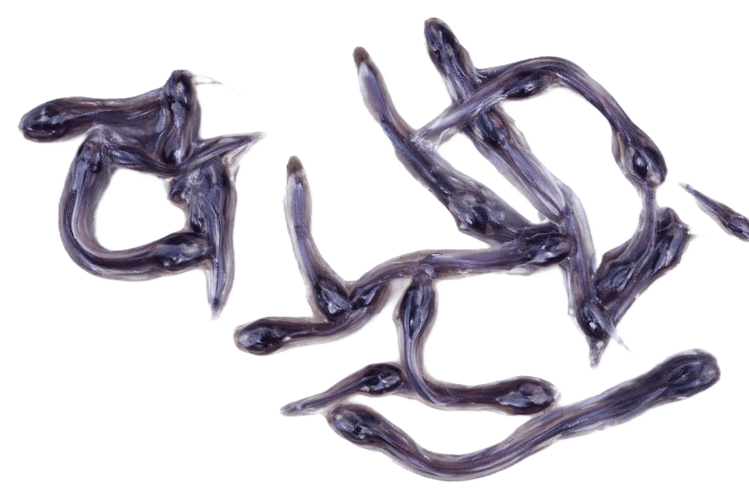 Fingerlings