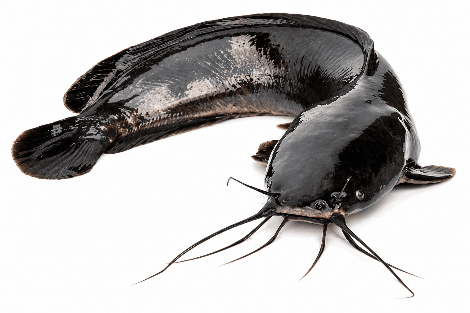 Healthy Catfish