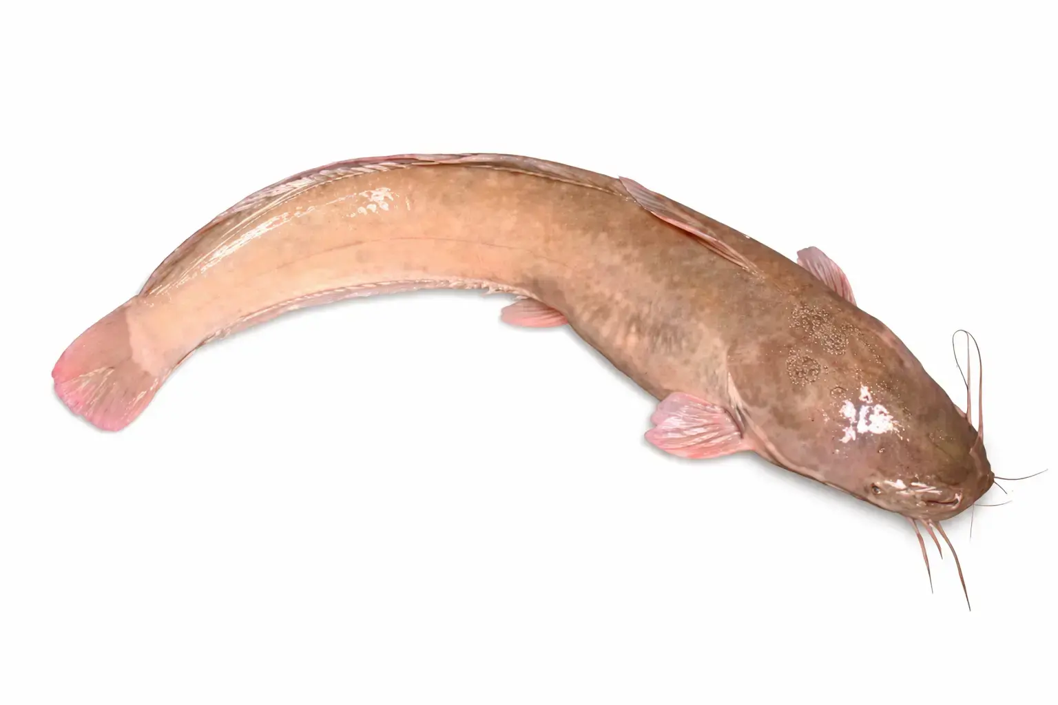 1kg >